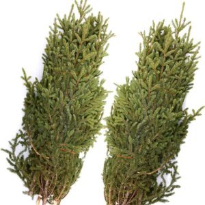 Spruce Tips